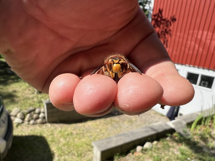 En geting hålls försiktigt mellan fingerspetsarna på en person utomhus.