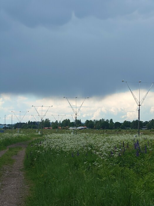 En gångväg omgiven av gröna fält med vita blommor och gatlyktor, under en molnig himmel.