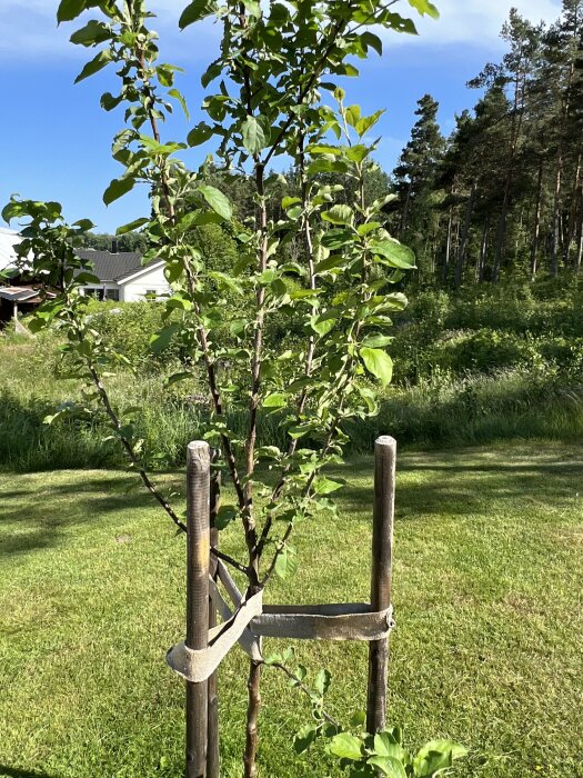 Ungt äppelträd stöds av trästolpar och remmar, behöver beskärning, i trädgårdsmiljö.