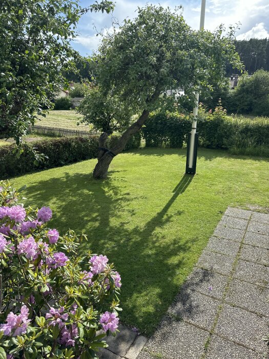 Trädgårdstomt med gräsmatta i skugga under träd, intill blommande buskar och stenlagd gång.