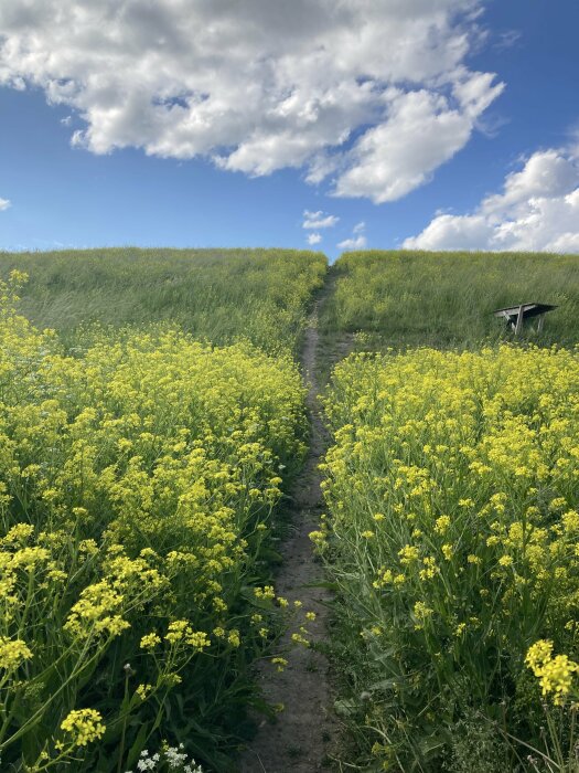 Smal stig genom blommande gult rapsfält med grönt gräs och molnig himmel i bakgrunden.