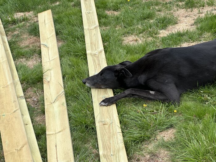 Svart hund som vilar huvudet på nybyggd trätrall omgiven av gräs.