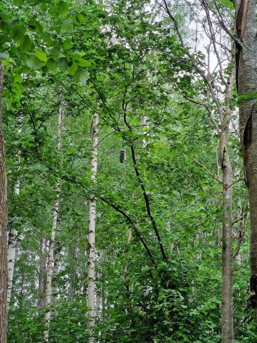 Uggla sittandes på en gren i en grönskande skog med björkar.