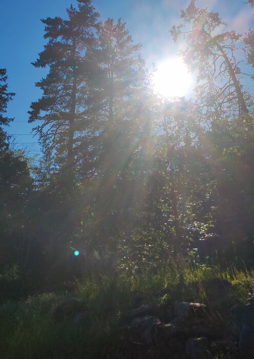 Solstrålar som silas genom barrträd i en skoglig terräng.