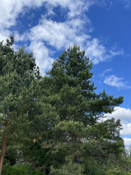 Tallar mot en blå himmel med vita moln, potentiell källa till pollen och frön.