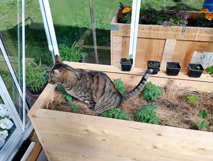 Katt inne i ett odlingslåda vid ett fönster omgiven av krukor och växter.