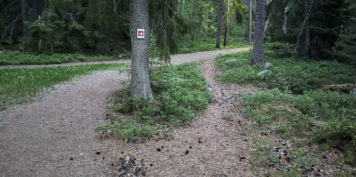 Skogsväg som delar sig med en röd pilskylt på ett träd som visar till höger.