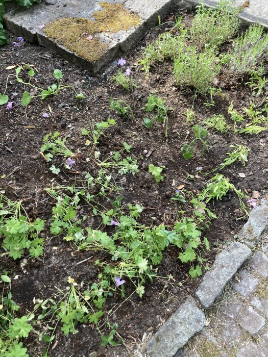 Trädgårdsland med slokande tomatplantor, nävor, vinterkynde, lavendel och överblivna växter.