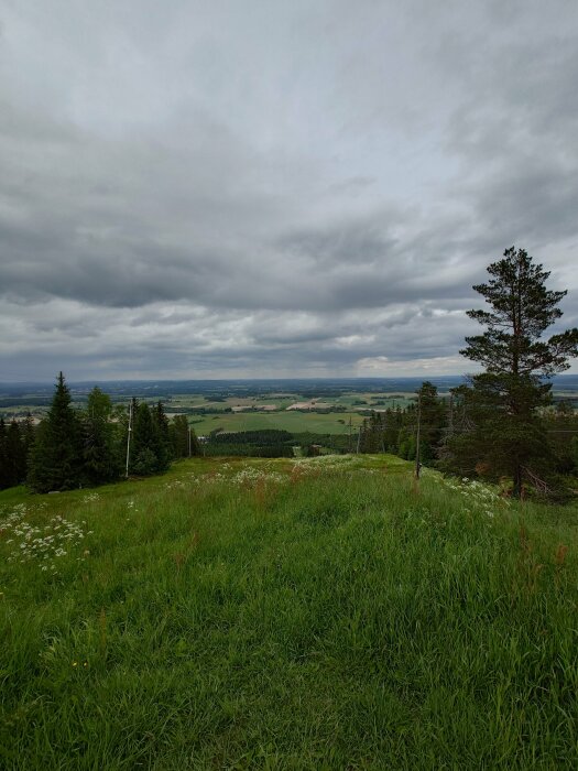 Utsikt över en blomstrande äng och landskap med molntäckt himmel.