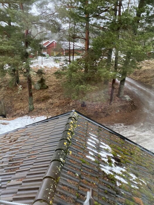 Utsikt från ett tak med mossa och någon snö ner mot en skogstomt med ett rött hus.