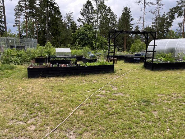 En grön gräsmatta med odlingslådor, växthus och en pergola, i förvandling från parkering till trädgård.