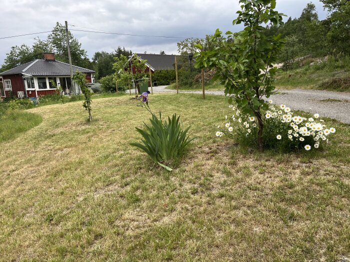 Trött gräsmatta med blommande prästkragar och unga träd framför rött hus.