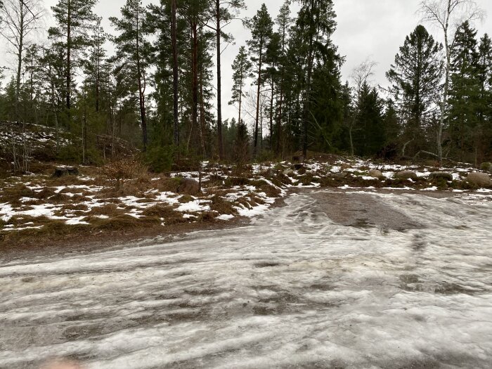 Skogsparti med smältande snö, tänkt som plats för nytt hönshusprojekt.