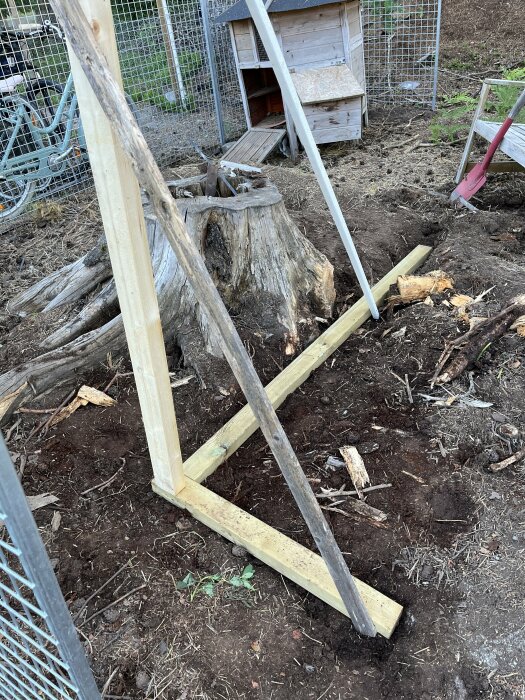 Pågående bygge av nytt hönshus med trästomme mot gammal stubbe, befintligt hönshus i bakgrunden.