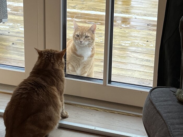 En inomhuskatt som sitter och tittar på en annan katt utanför fönstret med trädäcket i bakgrunden.