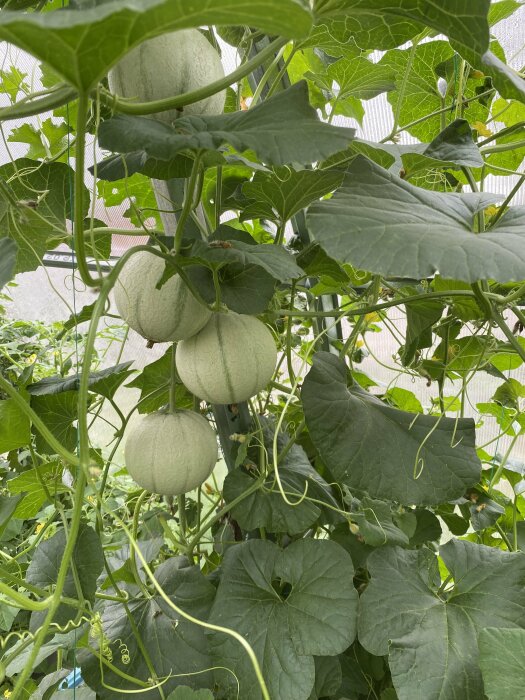 Meloner odlas i tunnelväxthus med gröna blad och hängande frukter, synligt automatiskt bevattningssystem i bakgrunden.