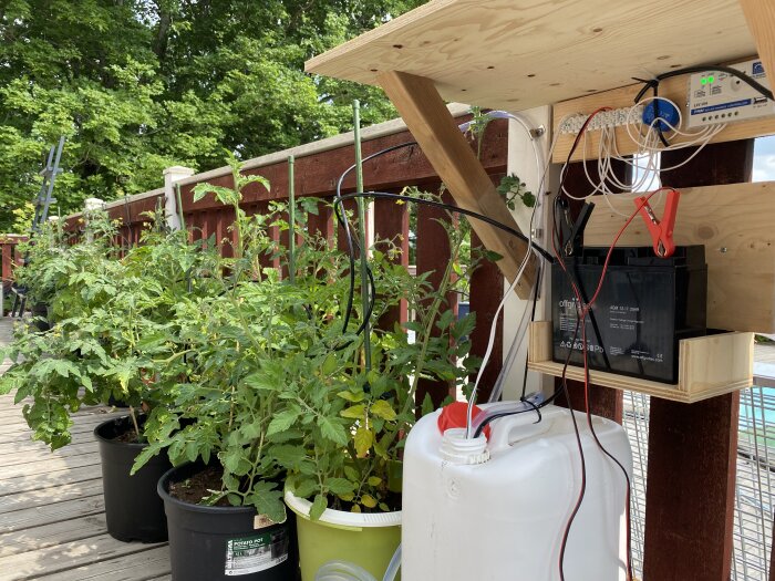 Hemmagjord bevattningssystem med solcellsdrift och batteri ovanför uteplats med växande tomatplantor.