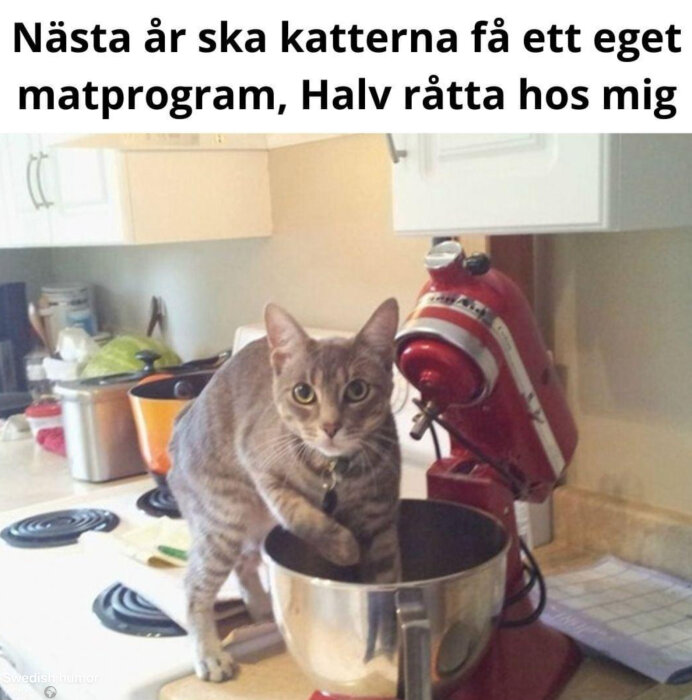 Katt stående i kök med tass i metallskål bredvid en röd köksmaskin.