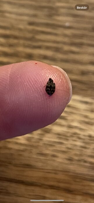 En liten insekt på en fingertopp, misstänkt för att vara en mattbagge.