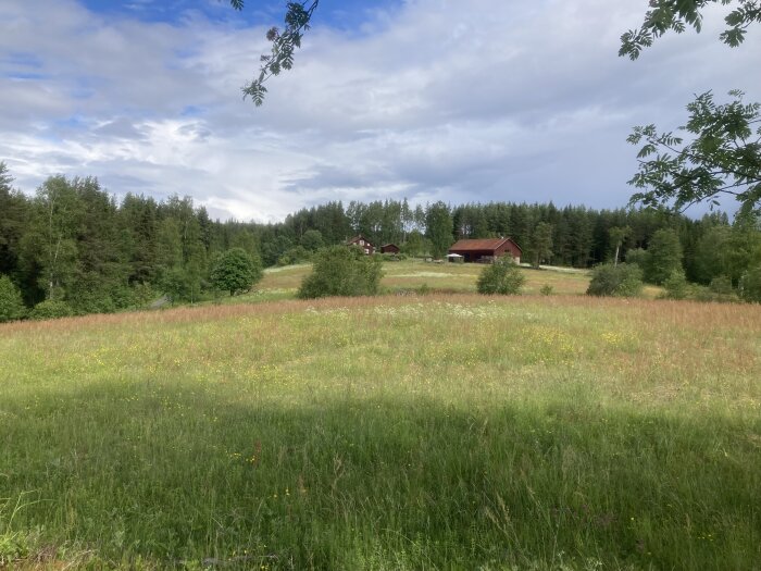 Lantlig idyll med blomstrande äng, träd och röda stugor i bakgrunden under en molnig himmel.