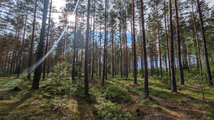 Solstrålar som lyser genom en tallskog med grönmossig mark.