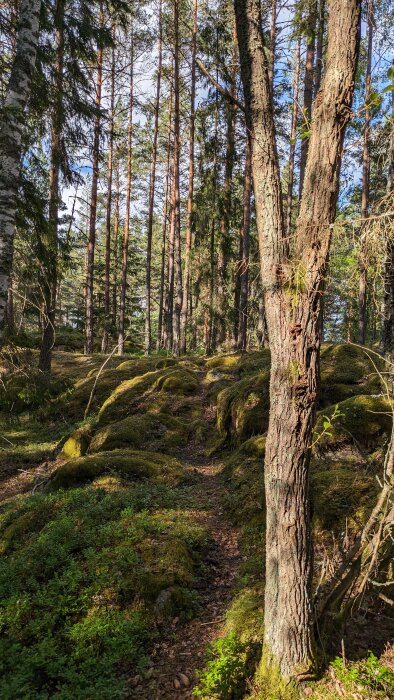 En stig genom en solig skog med mossa-täckta stenar och höga träd.