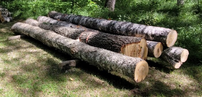 Staplar av trädstammar med bark, redo att kapas upp för ved, i skogsmiljö.