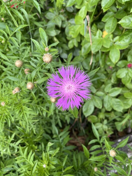 Blommande lila Strävklint med gröna blad och knoppar i en trädgårdsrabatt.