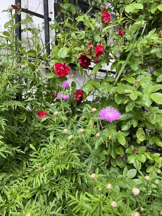 Röda Flammentanz rosor och lila Strävklint blomstrande i en rabatt.