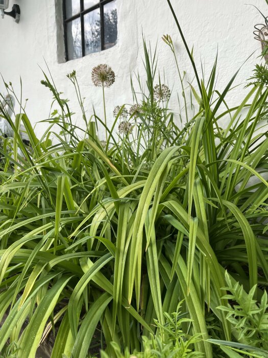 Gröna blad och utslagna klotformade blommor av Strävklint i en trädgårdsrabatt med en vit vägg i bakgrunden.