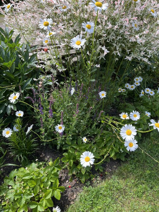 Blomstrande rabatt med prästkragar, ljusgul stäppsalvia och strävklint, omgiven av gröna bladverk och gräs.