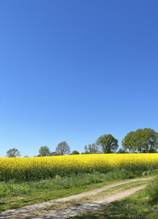 Blommande rapsfält med klarblå himmel och gröna träd i bakgrunden.