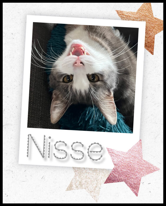 En katt upp och ner som gäspar med texten "Nisse" och glittriga stjärnor dekorerar bilden.