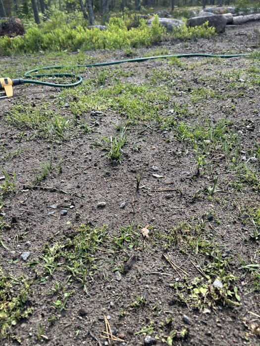 Ujämn gräsmatta med spridda tuvor av gräs och framträdande grus och sten efter regn, med en vattenslang i bakgrunden.