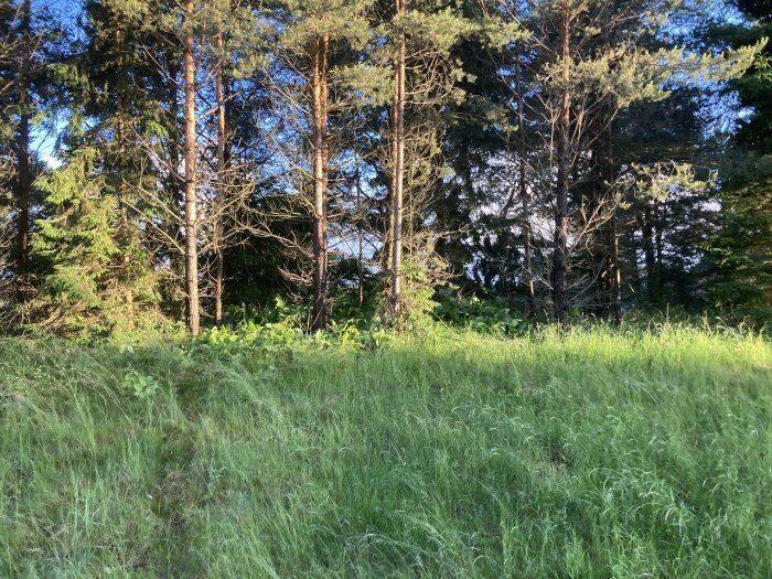 Nyslaget gräsområde med skogsbakgrund och invasiva arter som syrener.