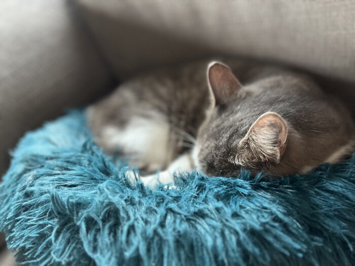 Grå katt sover på en blå kudde, med huvudet tryckt mot kudden och öronen pekande rakt upp. Kudden har lång, mjuk lugg.