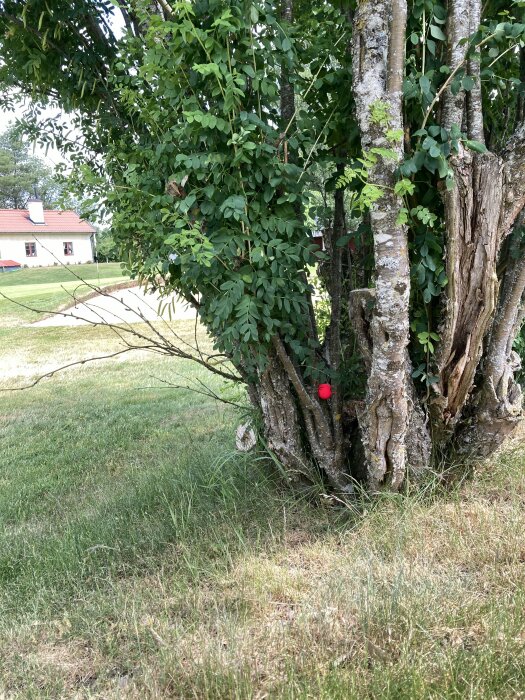 Ett träd med tjocka stammar och grönska, på gräsmattan i förgrunden syns ett rött prydnadsföremål på stammen. I bakgrunden ett hus och en uppfart.