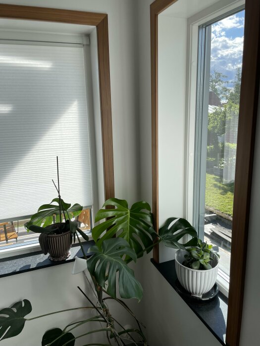 Fönster med vit karm och vit smyg, med valnötsfoder runtom. Krukväxter på fönsterbrädan: en Monstera och en succulent i varsin kruka.