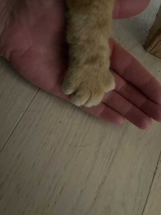 En orangekatt tass på en människas hand på ett trägolv.