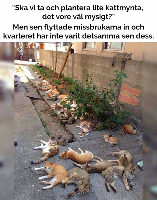 En stor grupp katter ligger utspridda på en smal gångväg bredvid en växtkantad vägg i en utomhusmiljö.