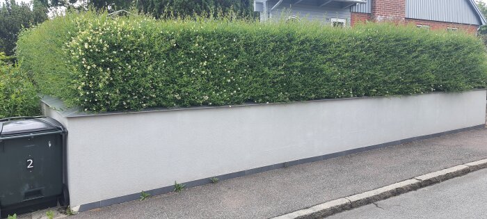 Vägg med buskar ovanpå och ett trasigt hörn där en bit sten har trillat av, intill en soptunna vid trottoaren.
