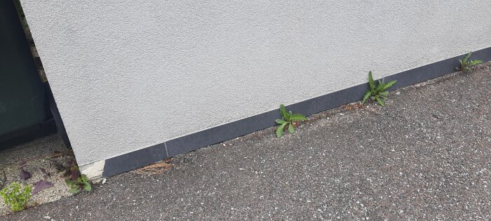 En bit sten har fallit av från husgrunden, vilket syns på bilden. Maskrosor växer bredvid den avskavda ytan.