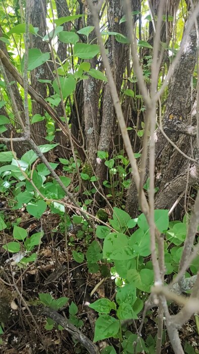 Tät vegetation med gröna blad och grova stammar, kapade grenar synliga.