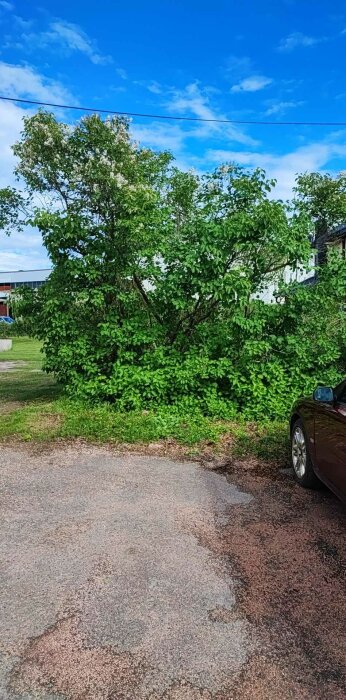 Tät buske mellan hus med grenar som sticker ut och grova stammar, grönska omgiven av asfalt, himlen blå ovanför.