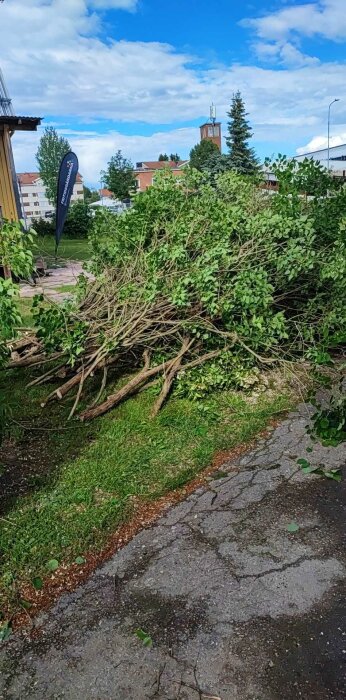 Hög med avkapade grenar och kvistar ligger på marken i en trädgård bredvid en gul byggnad. I bakgrunden syns träd och byggnader.