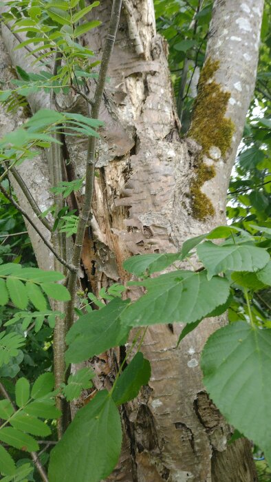 Bild på en flerdelad rönnstam med grönt lövverk. Huvudstammen visar förfall och är angripen av svamp men trädet har fortfarande gröna blad och verkar leva.