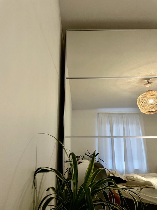 Spegelgarderob bredvid en vit vägg med en grön växt framför samt en bäddad säng och gardiner i bakgrunden.