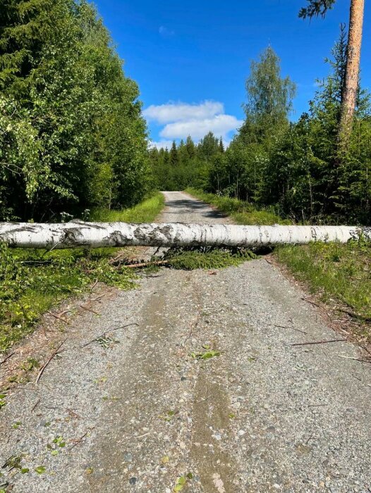 Ett fällt träd blockerar en grusväg omgiven av skog, under en klarblå himmel.