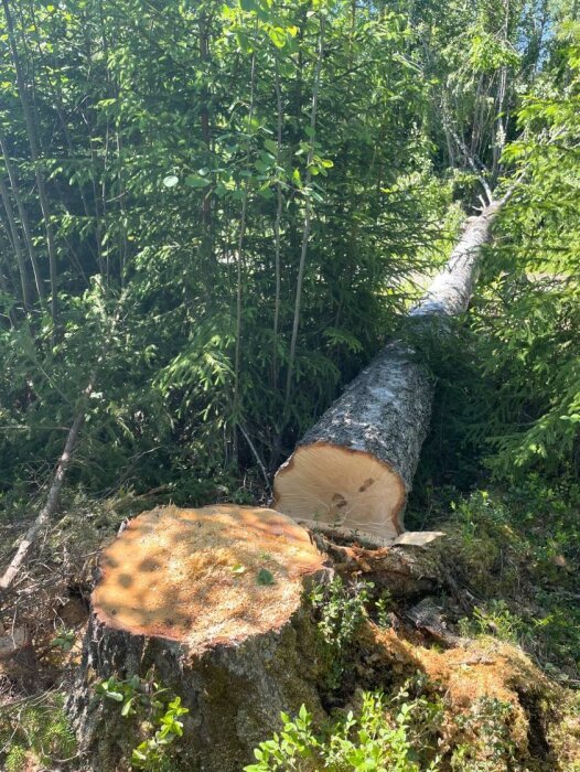 Fällt träd över en grusväg, med stubbe i förgrunden, omgivet av skog och buskage i bakgrunden.