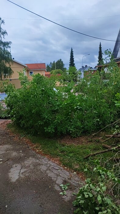 En buske och kvistar på marken efter beskärning framför ett gult hus med rött tak i en villaträdgård.